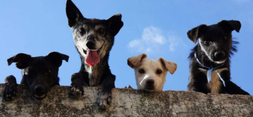 Image for Born 2B Wild Canine Academy with ID of: 6528501