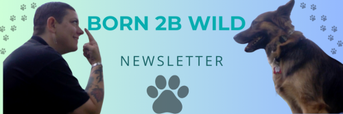 Image for Born 2B Wild Canine Academy with ID of: 6528502