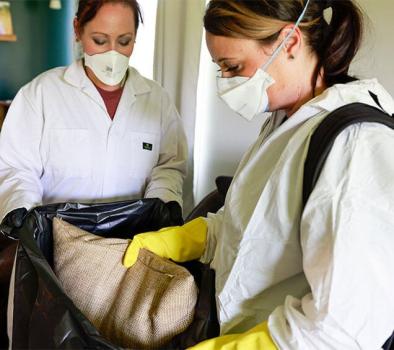 Image for Advanced Bed Bug Preparation with ID of: 6532299
