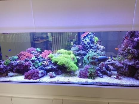 Image for Reef Design Johansen with ID of: 6532490