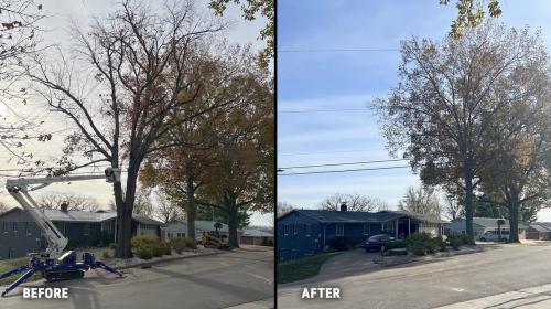 Image for One Source Tree Solutions with ID of: 6536087