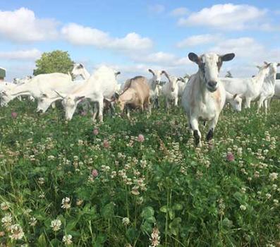 Image for Gelre IJsselstreek with ID of: 6536504