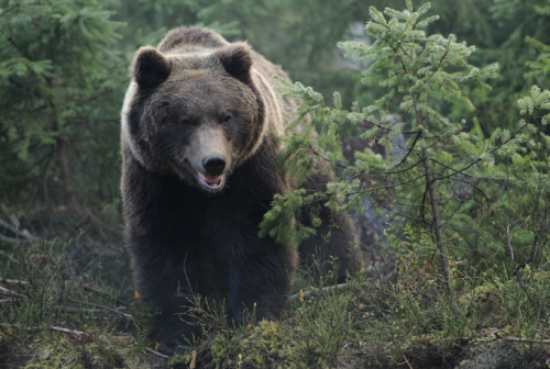 Image for Bear Safety Canada with ID of: 6536957