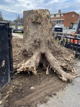 Image for SpinBlade Tree Services with ID of: 6540762