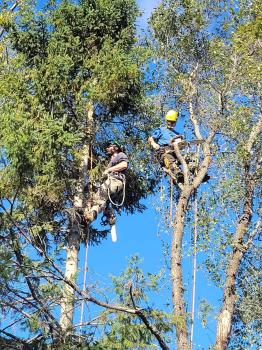 Image for SpinBlade Tree Services with ID of: 6540763