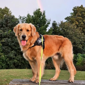 Image for Thoughtful Paws Dog Training with ID of: 6541351