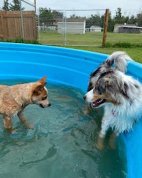 Image for Country Kennels Bed & Biscuit with ID of: 6549342
