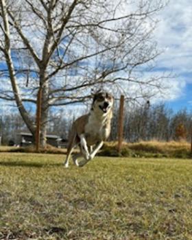 Image for Country Kennels Bed & Biscuit with ID of: 6549343