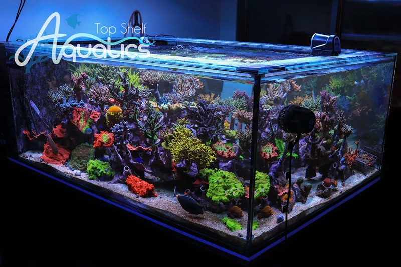 Image for Top Shelf Aquatics with ID of: 6551594