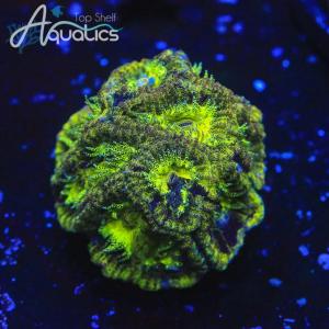 Image for Top Shelf Aquatics with ID of: 6551599