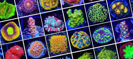 Image for Top Shelf Aquatics with ID of: 6551605