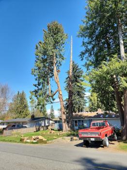 Image for AA Tree Service Inc with ID of: 6551651