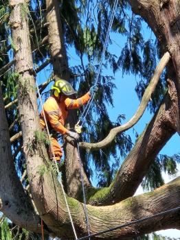 Image for AA Tree Service Inc with ID of: 6551653