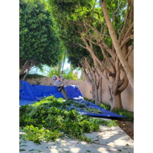 Image for Shady Deal Tree Service with ID of: 6551936