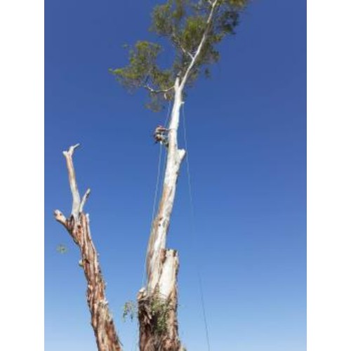 Image for Shady Deal Tree Service with ID of: 6551937