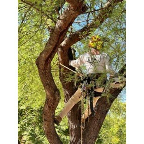 Image for Shady Deal Tree Service with ID of: 6551940