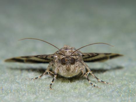 Image for Arrest The Pest with ID of: 6562902