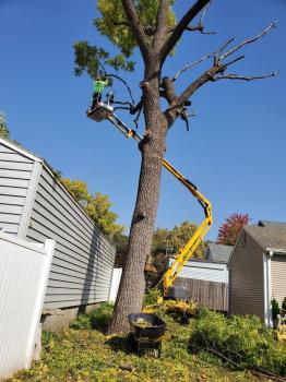 Image for Kansas Tree Experts with ID of: 6565795