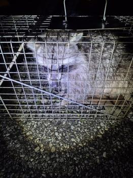 Image for Kia Pest Control & WildLife Removal with ID of: 6567908