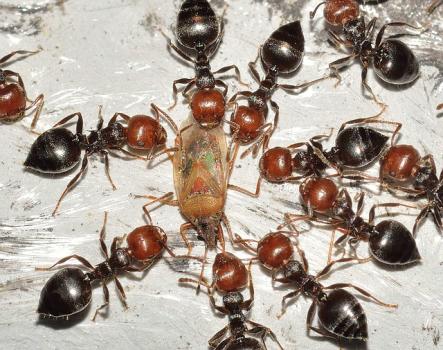 Image for D-Bug Pest Control with ID of: 6569360