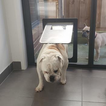 Image for Melbourne Dog Doors & Glass Replacement with ID of: 6570281