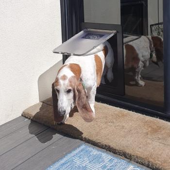 Image for Melbourne Dog Doors & Glass Replacement with ID of: 6570284