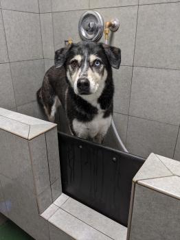 Image for All Is Well Pets with ID of: 6571436