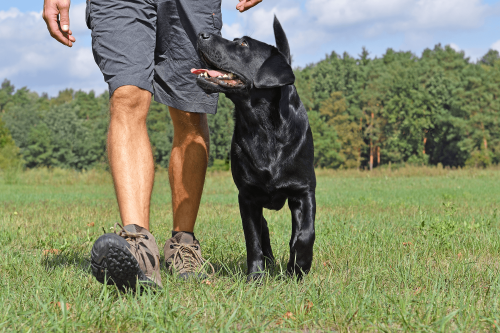 Image for Always Faithful Dog Training of Lake Norman with ID of: 6572376