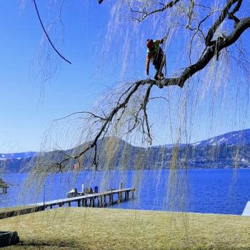 Image for Microbe Tree Service with ID of: 6575210