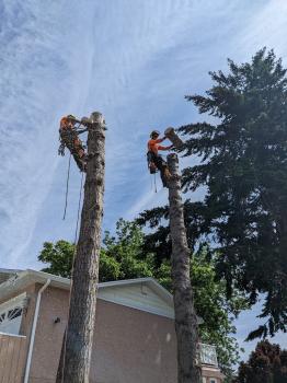Image for Microbe Tree Service with ID of: 6575212