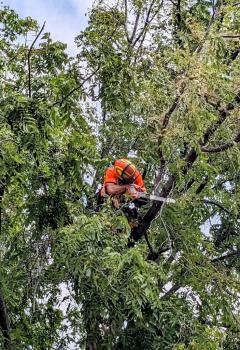 Image for Microbe Tree Service with ID of: 6575213