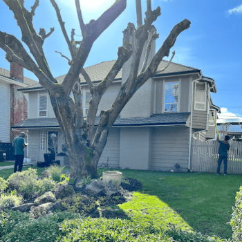 Image for 604 Green Team Cleaning - Coquitlam with ID of: 6575322