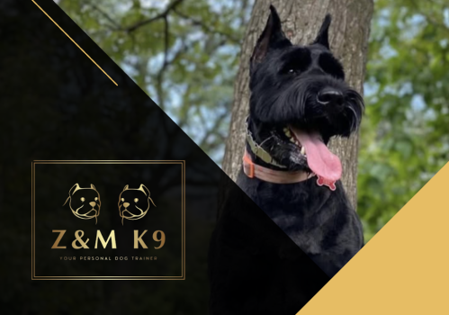 Image for Z&M K9 Dog Training with ID of: 6575379