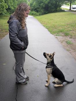 Image for Mariah Dog Training with ID of: 6575382