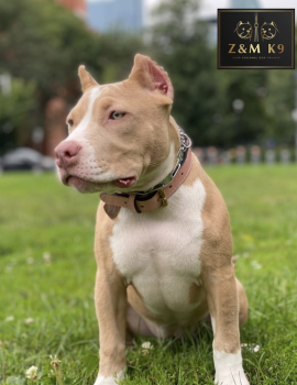 Image for Z&M K9 Dog Training with ID of: 6575403