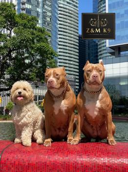 Image for Z&M K9 Dog Training with ID of: 6575409