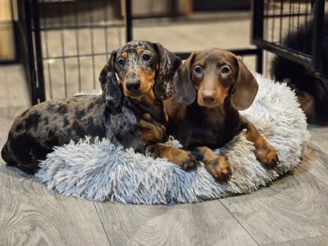 Image for Bear Valley Dachshunds with ID of: 6575554