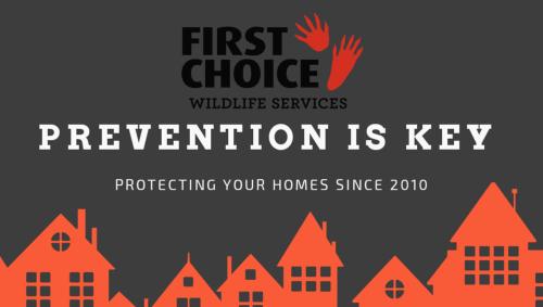 Image for First Choice Wildlife Services with ID of: 6575608