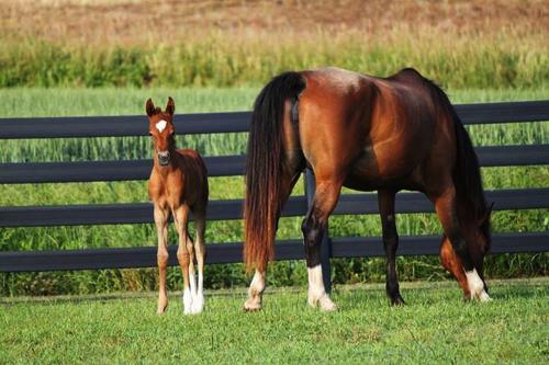 Image for Derby Fence with ID of: 6576257