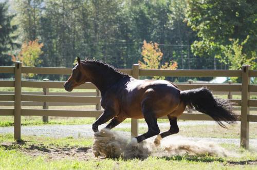 Image for Derby Fence with ID of: 6576258