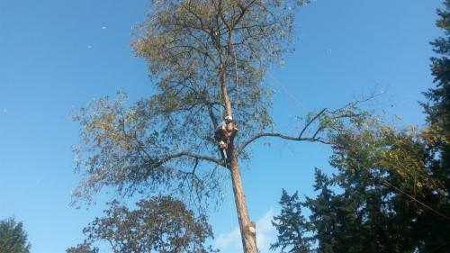 Image for Anderson Landscape & Tree Service with ID of: 6577263