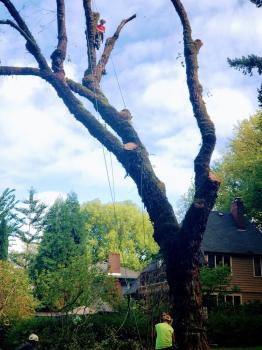 Image for Anderson Landscape & Tree Service with ID of: 6577267