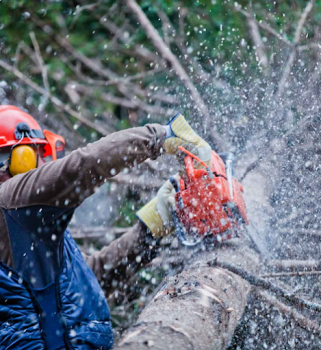 Image for Charlie's Tree Removal with ID of: 6582626