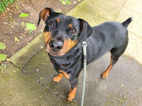 Image for Trails And Tails Dog Walking with ID of: 6582913