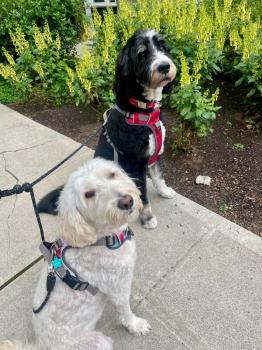 Image for Trails And Tails Dog Walking with ID of: 6582915