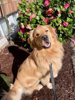Image for Trails And Tails Dog Walking with ID of: 6582918