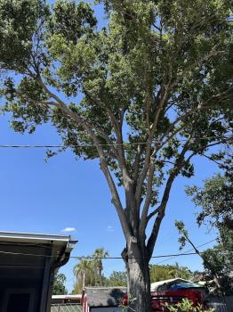 Image for TreeVantage with ID of: 6584105
