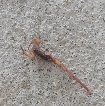 Image for Team Veterans Pest Control with ID of: 4267258
