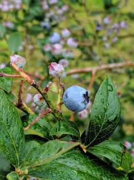 Image for Weller's Blueberry Farm with ID of: 6587244