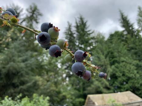 Image for Weller's Blueberry Farm with ID of: 6587246